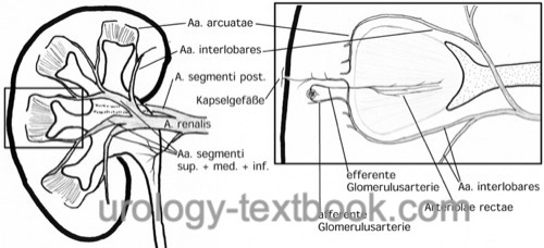 fig. schematic drawing of the renal blood flow: renal artery, five segmental arteries, interlobar arteries, arcuate arteries, interlobular arteries, afferent arterioles and glomeruli