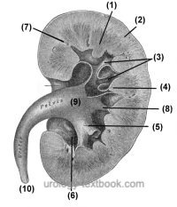 internal anatomy of the kidney: renal pyramids (renal medulla) (1), renal cortex (2), minor calyces (3), renal papilla (4), major calyx (5), Sinus (6), Columns of Bertin (7), neck of calyx (8), renal pelvis (9), ureter (10)