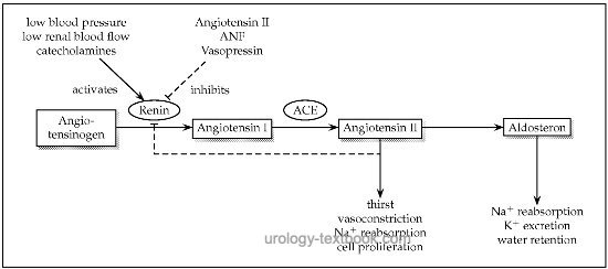 fig. activation cascade of the renin angiotensin aldosterone system