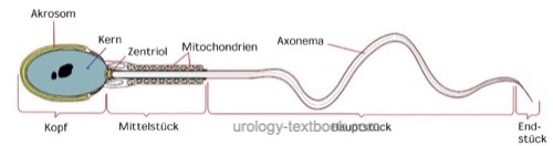 sperm anatomy, figure of a spermatozoen