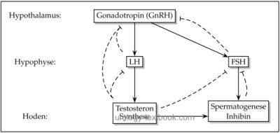 fig. Control of androgens: the hypothalamus, the pituitary gland and the testes form the hypothalamic-pituitary-gonadal hormone axis.
